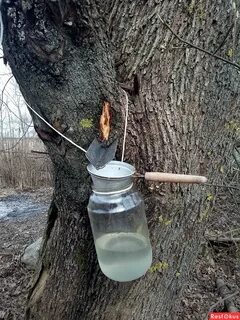 Можно ли закатать кленовый сок