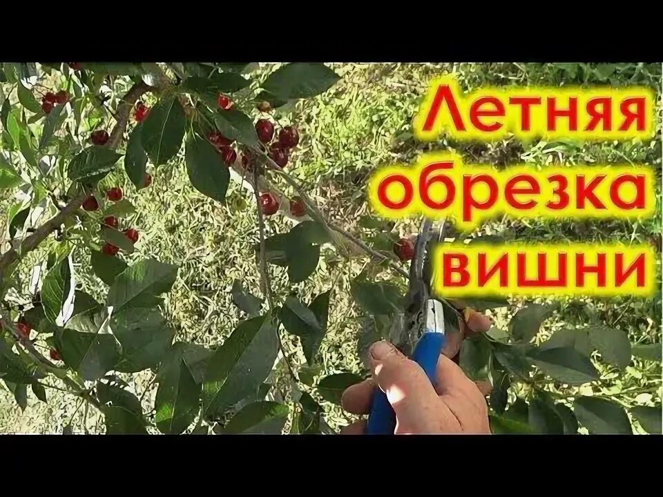 Обрезка вишня черешня. Обрезка вишни заря поволжья. что любит вишня 5 правил обильного плодоношения.