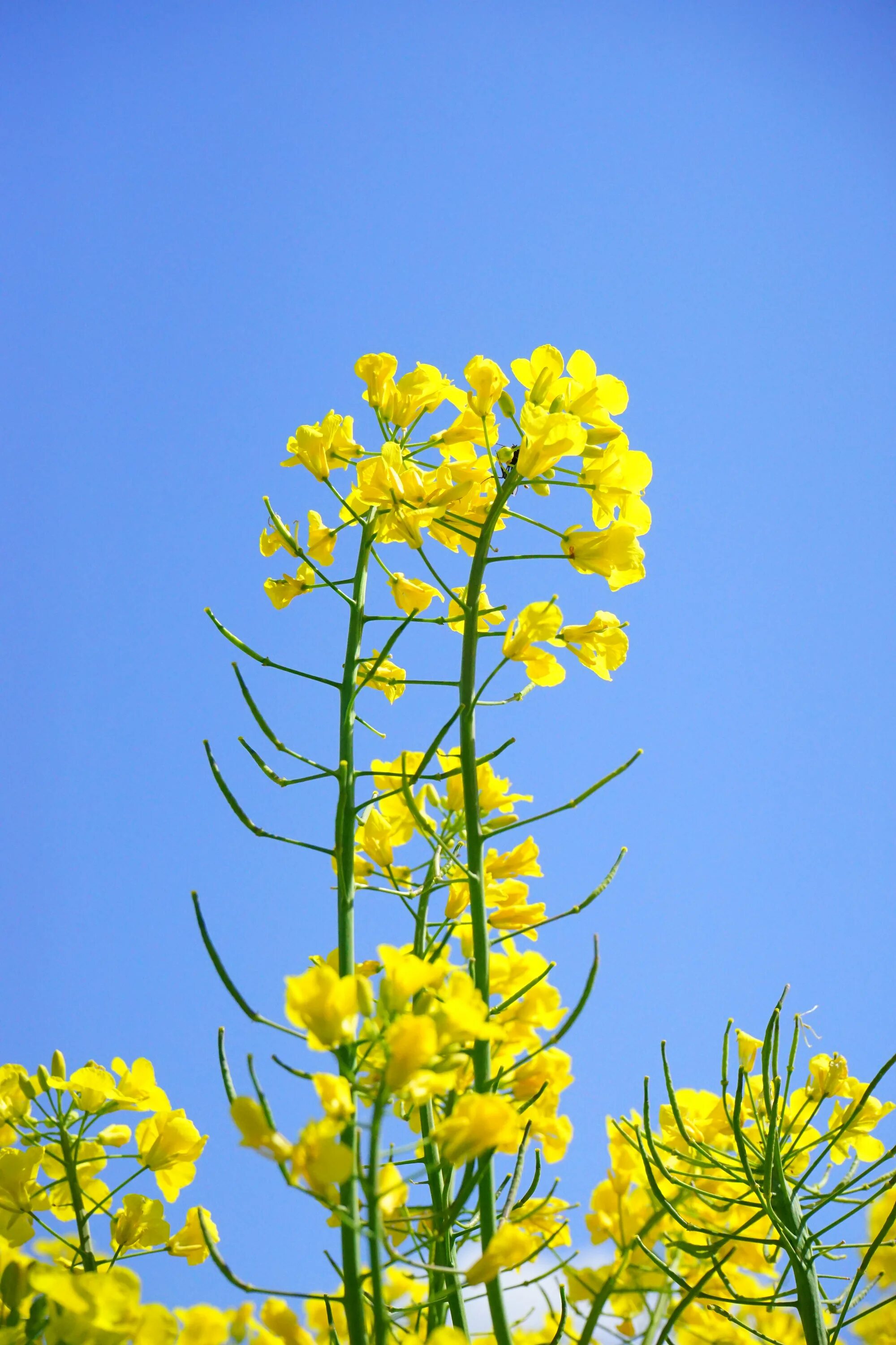 Cultivating Mustard: Tips for a Successful Harvest