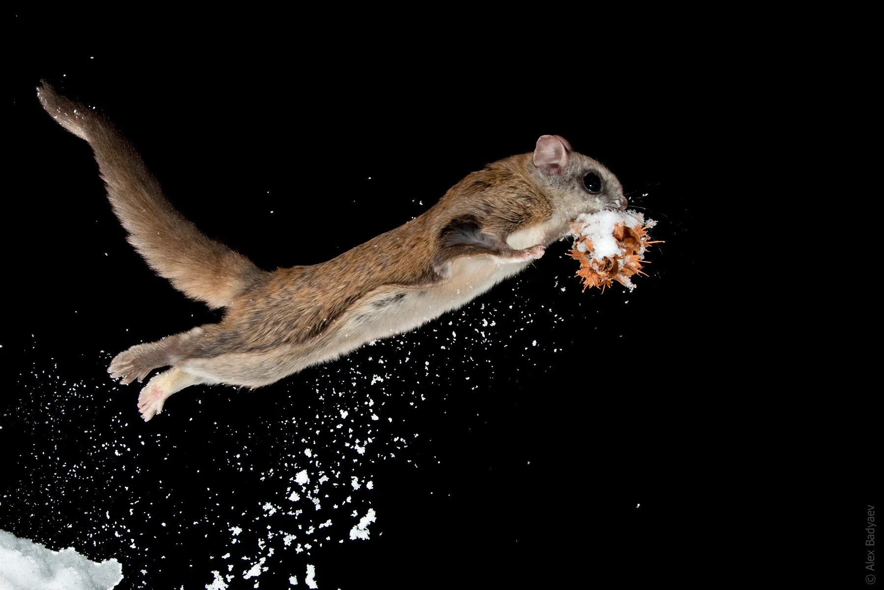 летающий грызун. летающий грызун. летающий грызун. соня летяга. летающий грызун.