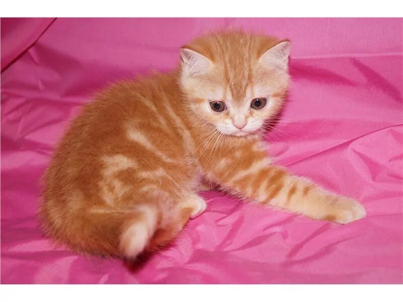 балаково улица степная. я люблю балаково. добрые руки балаково. турбина балаково логотип. значок я люблю.