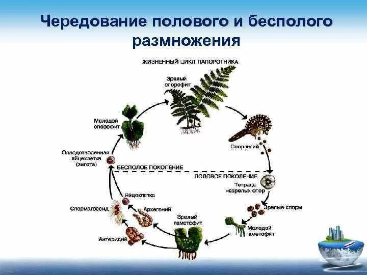 Является бесполым поколением. Размножение растений схема. Схемчередования поколений у растений. Жизненный цикл половое и бесполое. Чередование поколений в жизненном цикле.