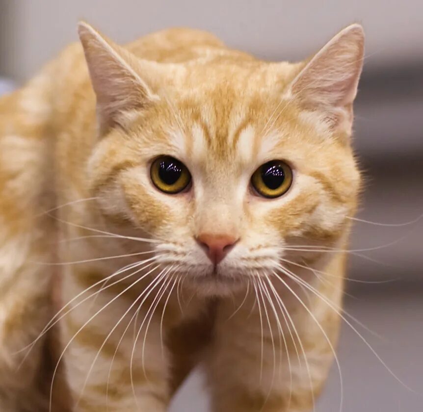 Кошечка желтая. Рыжая европейская короткошерстная (Кельтская).. Европейская короткошерстная кошка. Европейская короткошерстная кошка рыжая. Желтая кошка.