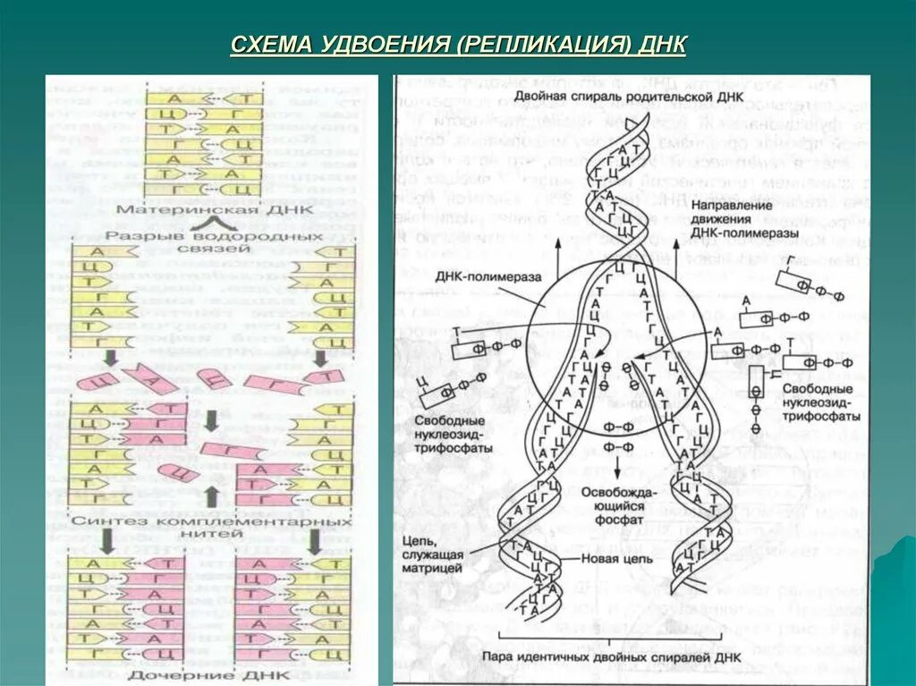 Образование дочерних днк. Схема удвоения ДНК редупликация. Репликация процесс удвоения ДНК схема. Репликация (редупликация, удвоение ДНК). Схема удвоения молекулы ДНК при репликации.