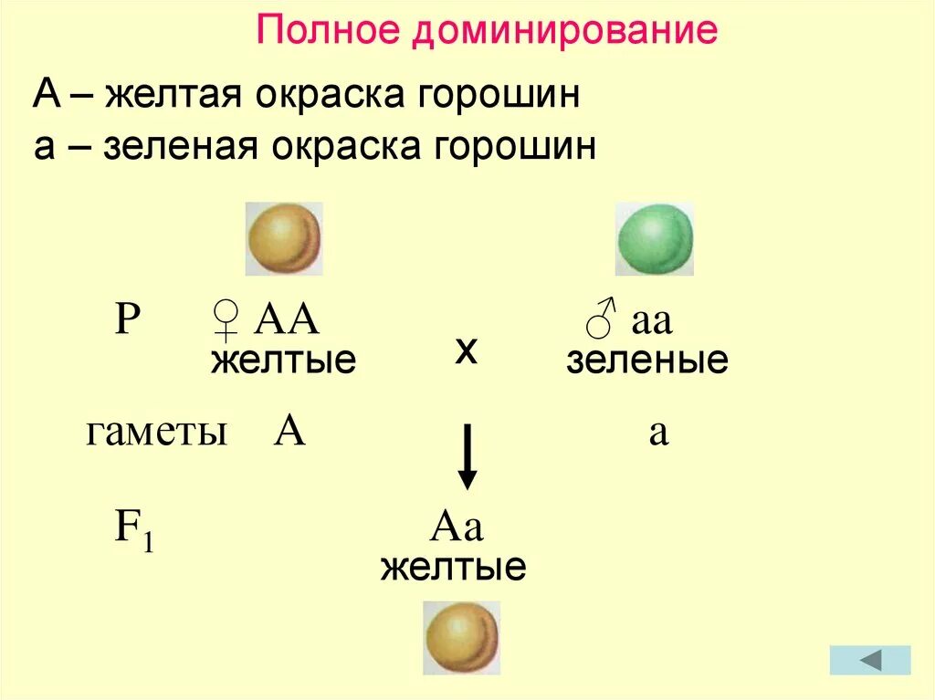 Суть полного доминирования