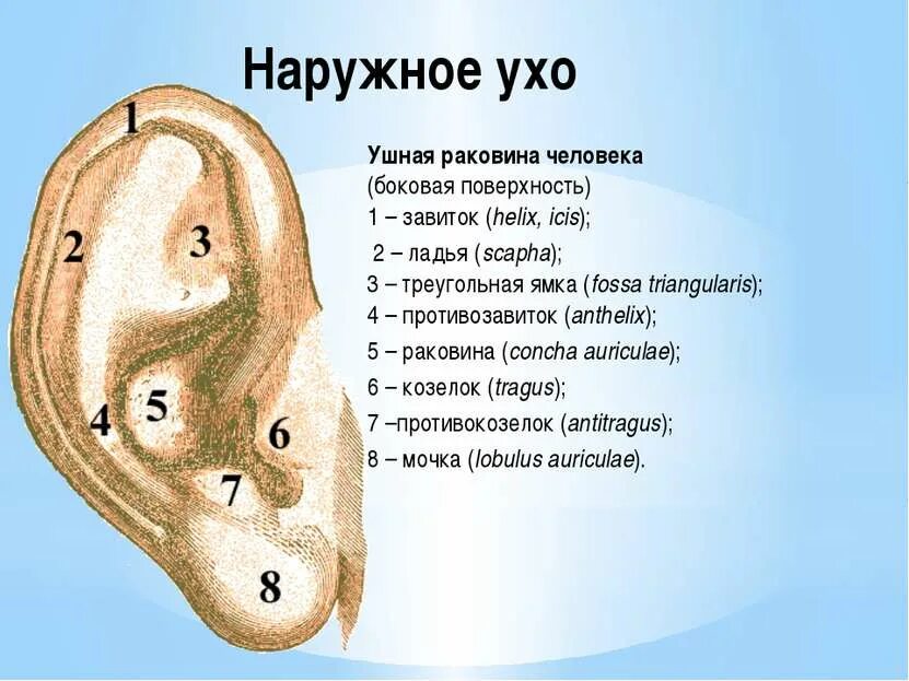 Почему жжет уши