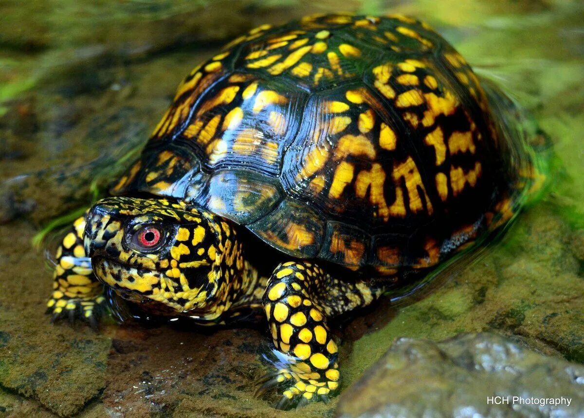 Черепаха редкие виды. Желтоухая черепаха. Желтоногая черепаха шабути. Каролинская коробчатая черепаха. Желтоухие и красноухие черепахи.