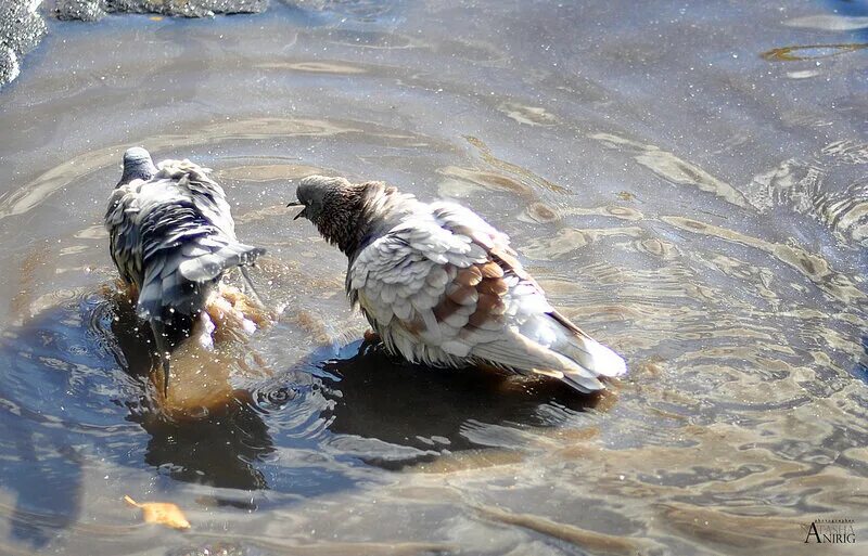 голубь в луже. голубь моется. голуби купаются в луже. голубь моется. голубь моется.