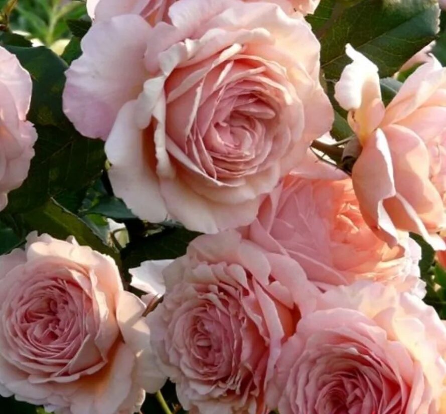 Роза э шропшир лэд. Роза остина шропшир лэд. Э шропшир лэд. Роза английская шропшир лэд. Роза английская э шропшир.