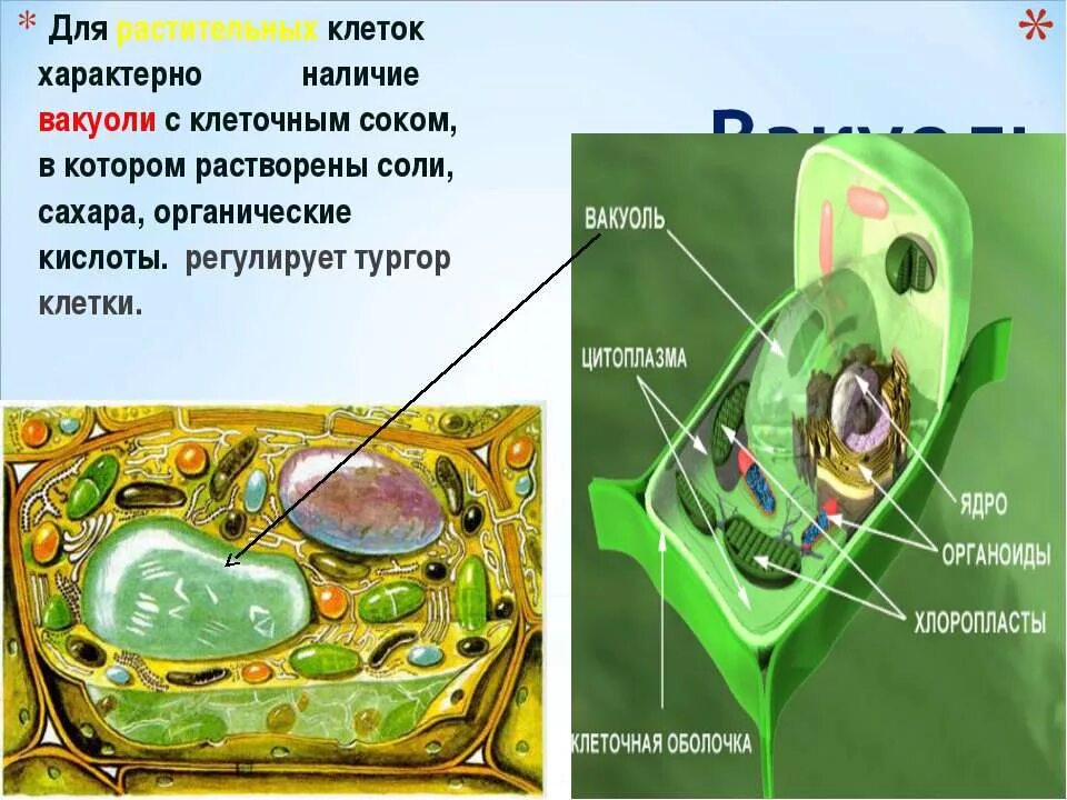 Крупные вакуоли с клеточным соком. Для растительной клетки характерно. Для растительной клетки нехарактерно. Вакуоли с клеточным соком растительной клетки. Наличие вакуолей растительная клетка