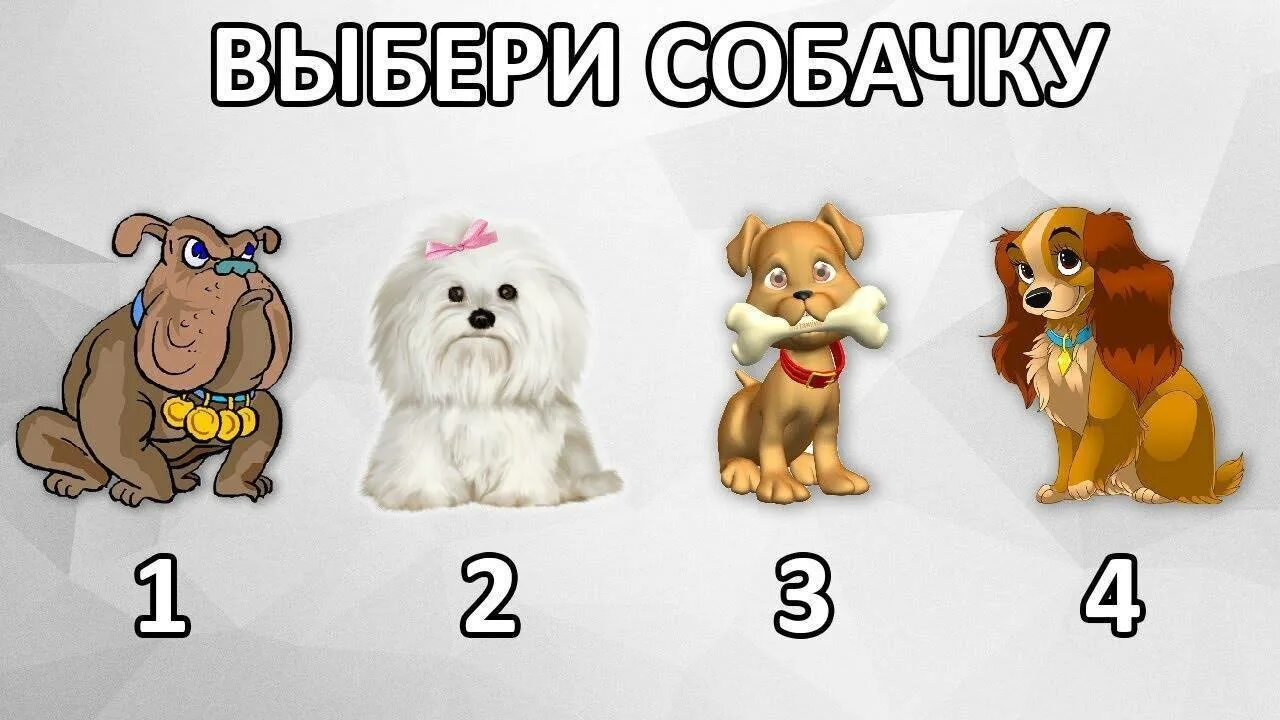 Тест про собак. Подобрать собаку тест. Тест по породам собак. Выбрать породу собаки тест. Тест выберите собаку.