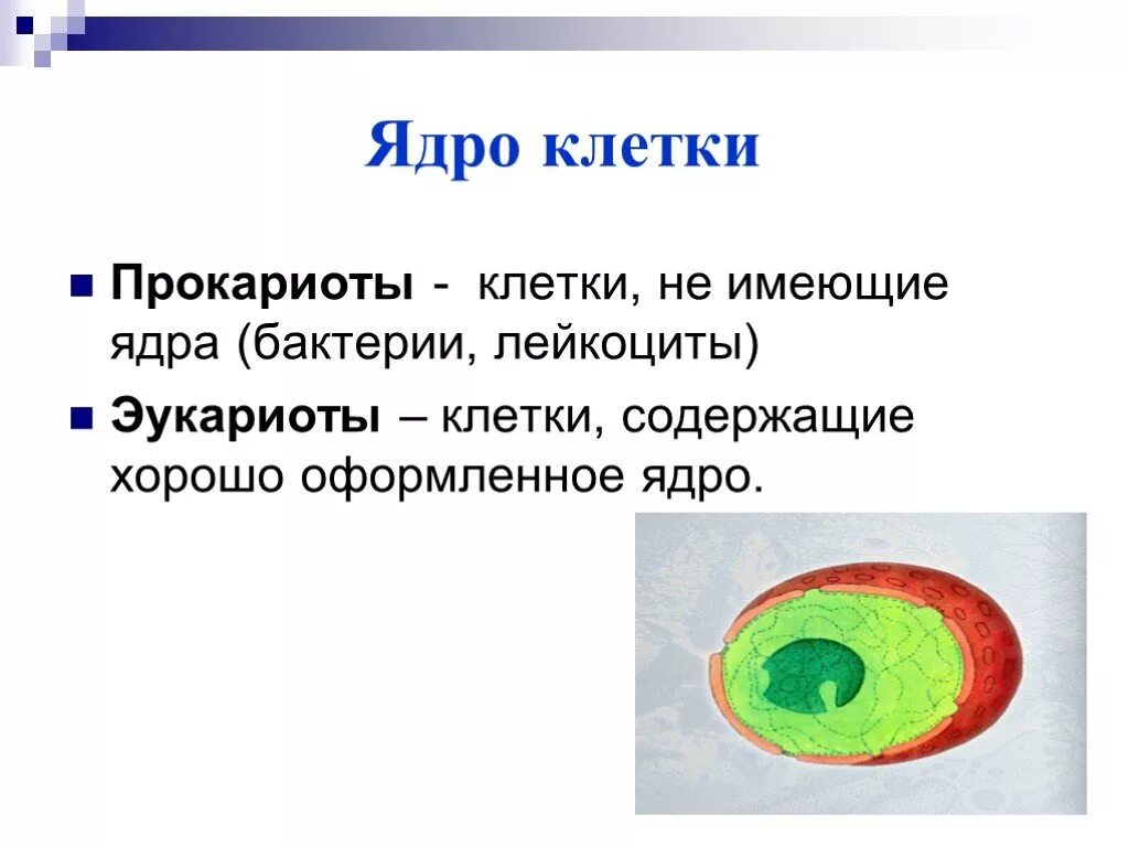 Клетки прокариот не имеют ядра. Клетки не имеющие ядра. Строение ядра клетки. Клетки которые не имеют ядра. Какие клетки не имеют ядер.