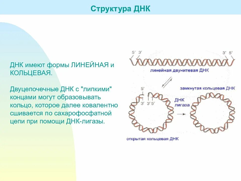 Днк кольцевая расположена. Строение кольцевой молекулы ДНК. Бактерии ДНК кольцевой формы. Кольцевая молекула ДНК функции. Строение бактерии с кольцевой ДНК.