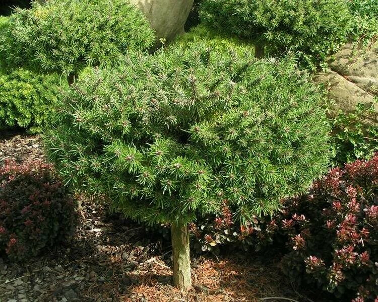 Сосна горная Парадкиссен на штамбе Pinus mugo Paradekissen Питомник Тайга