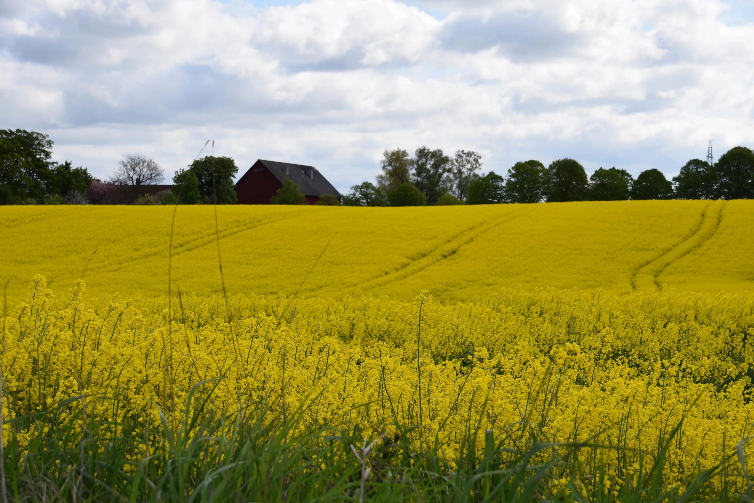 Рапсовые поля в швеции. Шестое поле. Цветочные поля в голландии. Шестое поле. Шестое поле.