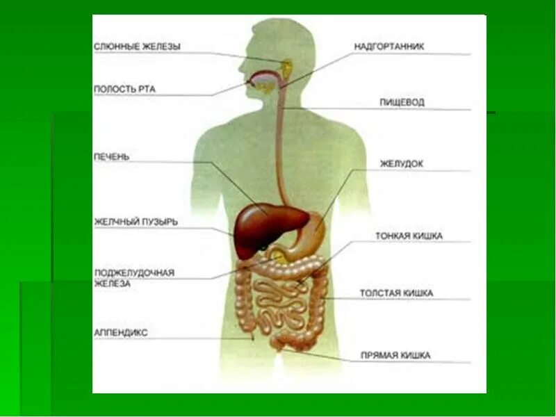 Органы участвующие в пищеварении человека. Пищеварение строение пищеварительной системы. Железы пищеварительной системы человека анатомия. Схема строения пищеварительной системы. Пищеварительная система человека схема анатомия.