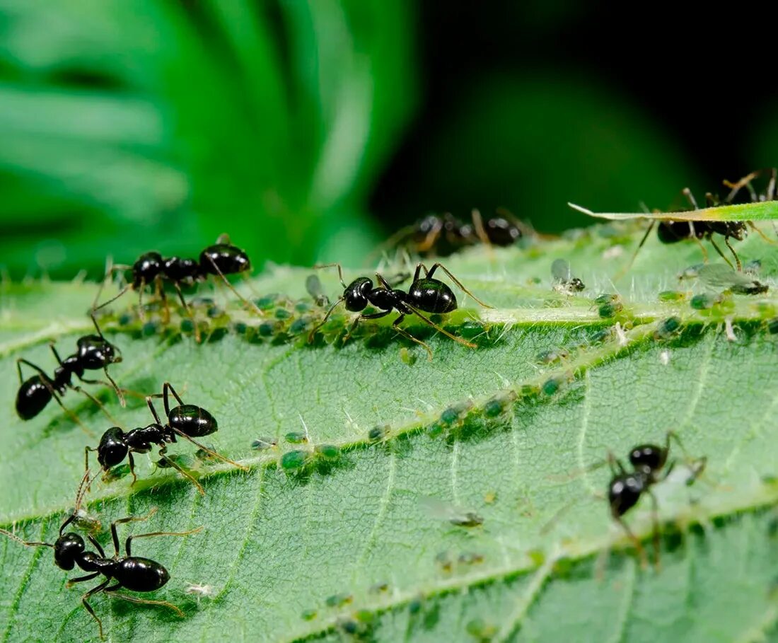 Черный садовый муравей с тлей. Тля и муравьи. Муравьи вредители. Огородные вредители тля.
