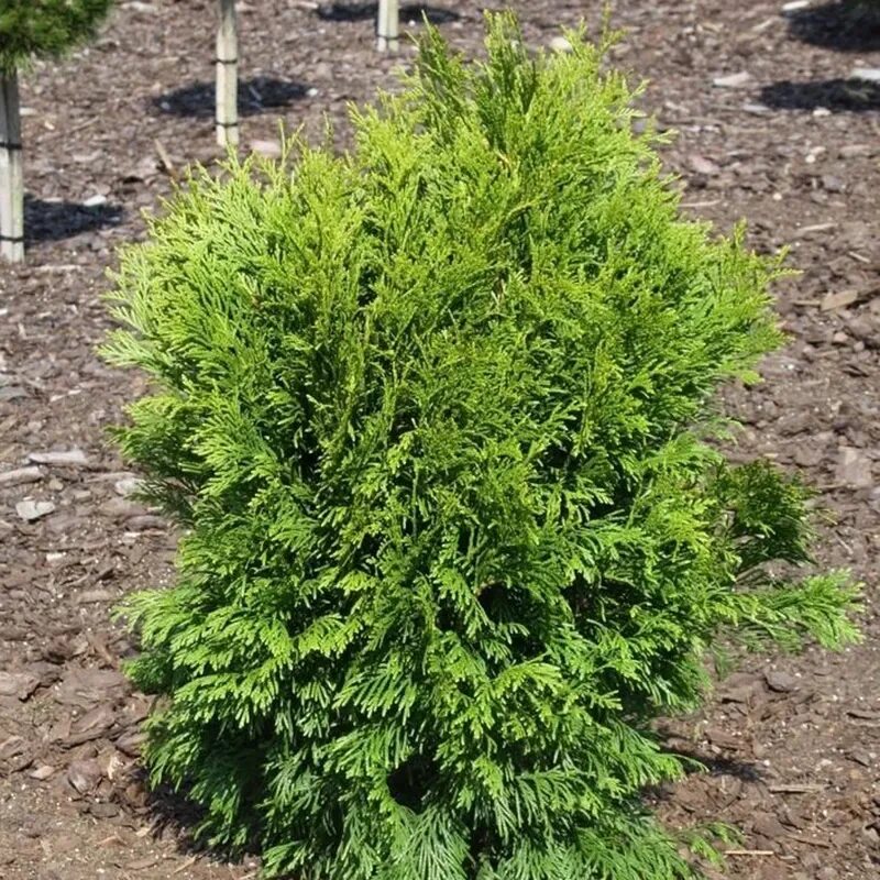 Туя западная холмструп. Туя западная globosa. Туя западная глобоза (globosa). Туя западная selena. Туя 1 год.