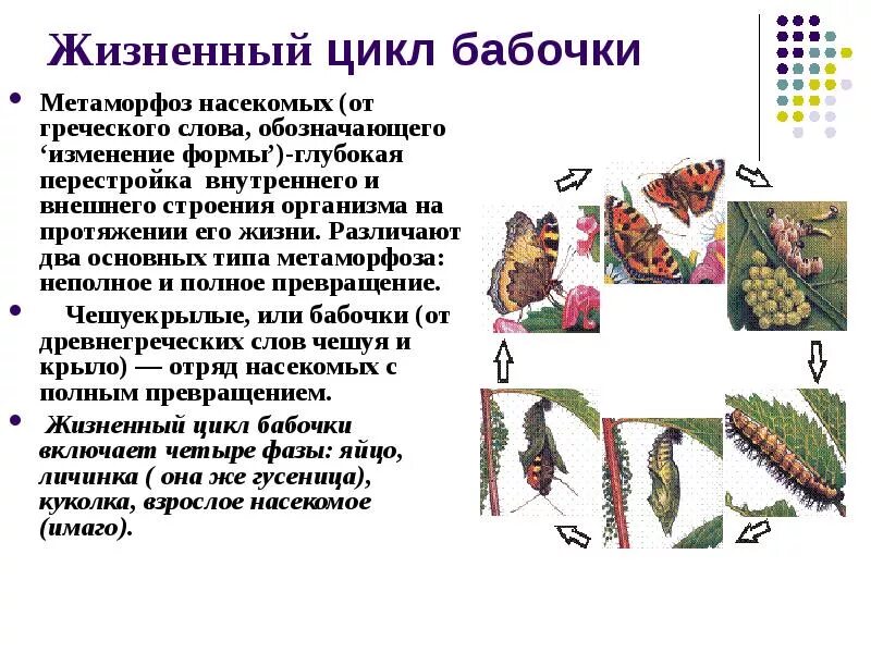 Метаморфозы примеры в литературе. Развитие с метафармозом. Преимущества развития с метаморфозом. Метаморфоза изменение. Метаморфоза изменение.