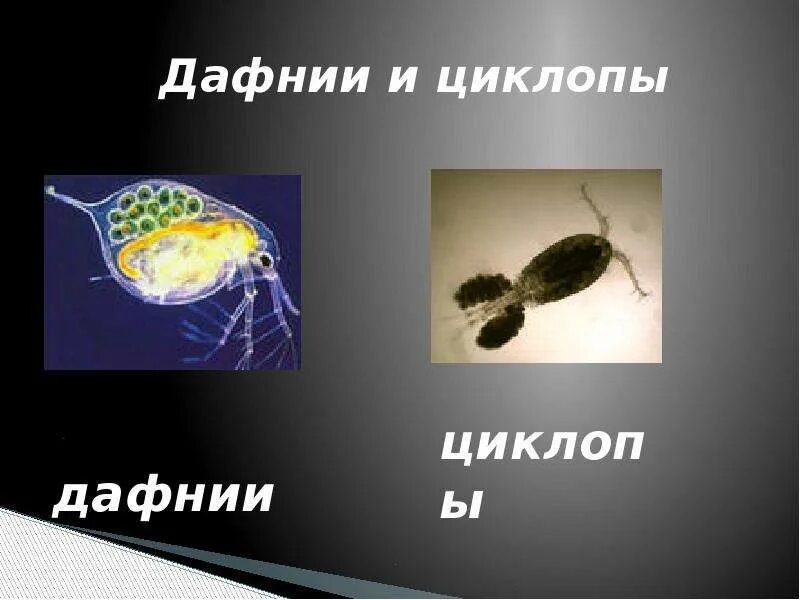 Дафния цепь питания. Дафнии и циклопы. Дафнии и циклопы относятся к классу. Строение дафнии и циклопа. Дафния презентация.