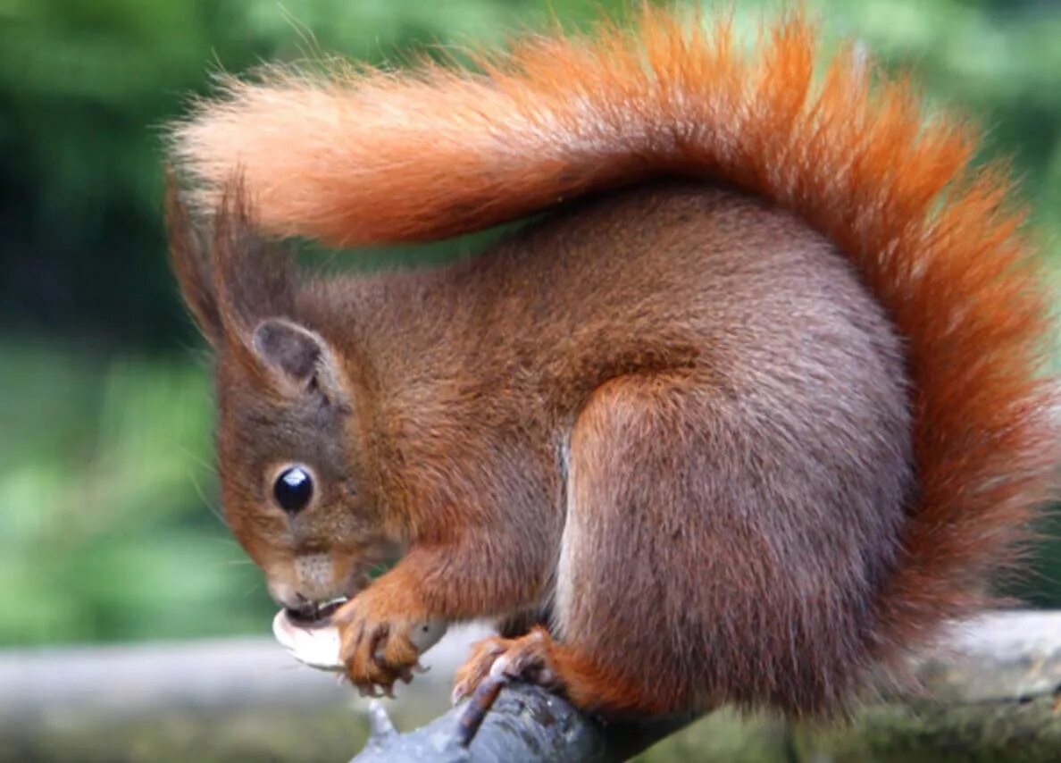 Обыкновенная белка. Sciurus vulgaris. Белка подмосковная. Белка на латыни. Белка лето.