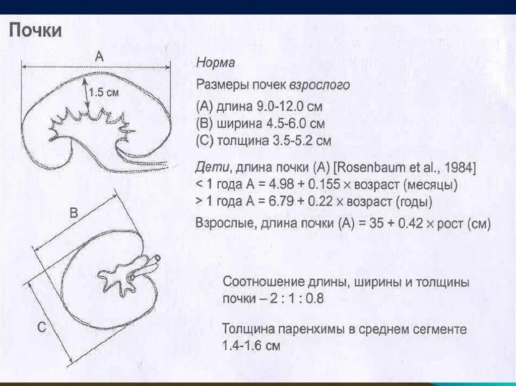 Размер почек у взрослых мужчин. Размеры почек в норме по УЗИ. Размеры почек на УЗИ норма у взрослых. Размеры почек у детей в норме при УЗИ таблица. Размеры почек у взрослого человека в норме по УЗИ.