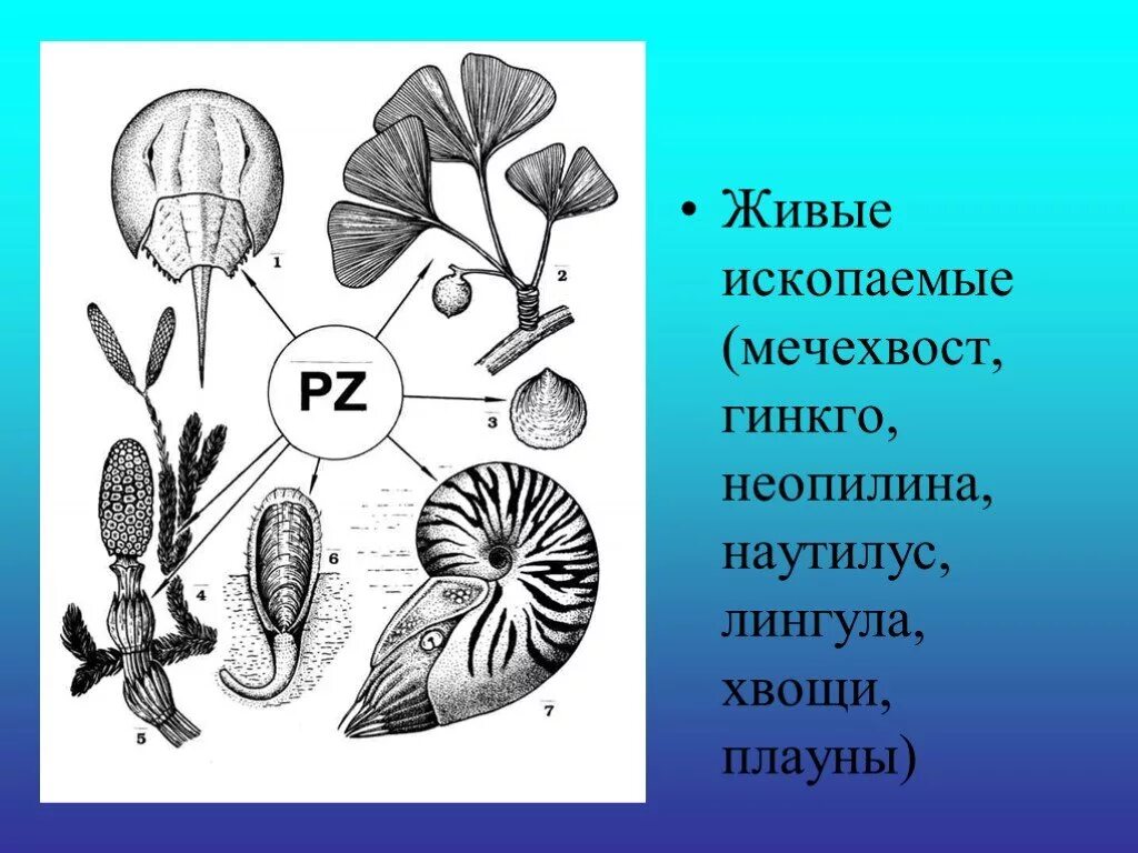 Живые ископаемые - мечехвосты. Живые ископаемые гинкго. Живые ископаемые реликты. Реликтовые растения живые ископаемые это.