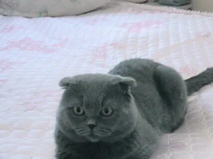 Дымчатые коты вислоухие