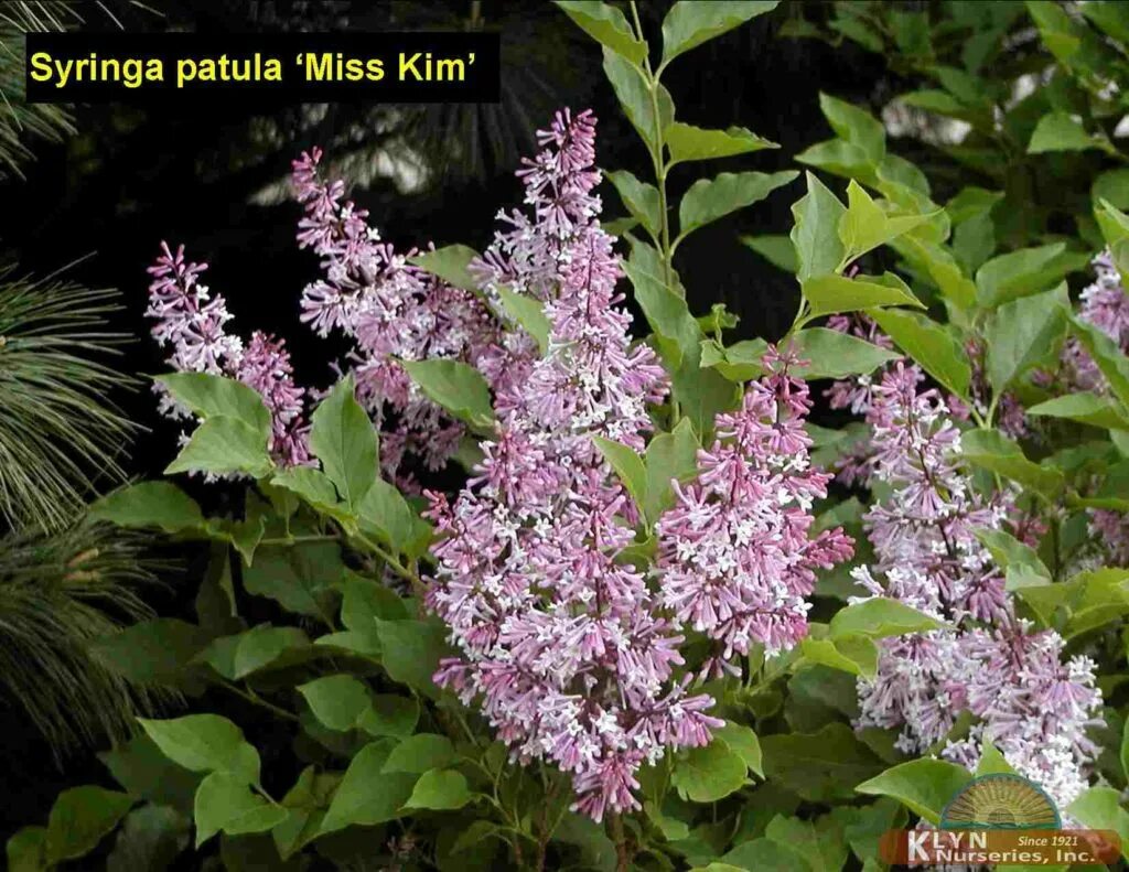 Сирень раскидистая Miss Kim. Сирень раскидистая "Miss Kim" ("Мисс Ким"). Сирень Miss Kim Syringa. Сирень мисс