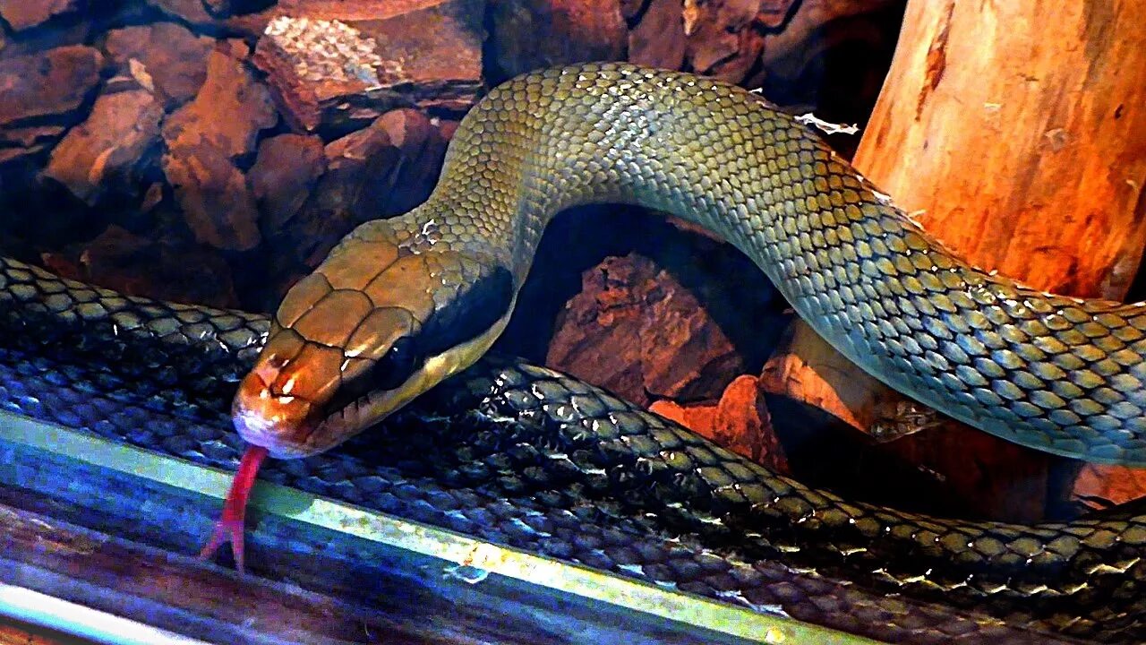 Включи видео про змеей. Язык змеи. Змея с языком. Змея с раздвоенным языком.