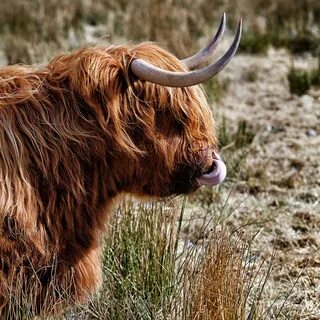 Highland coo