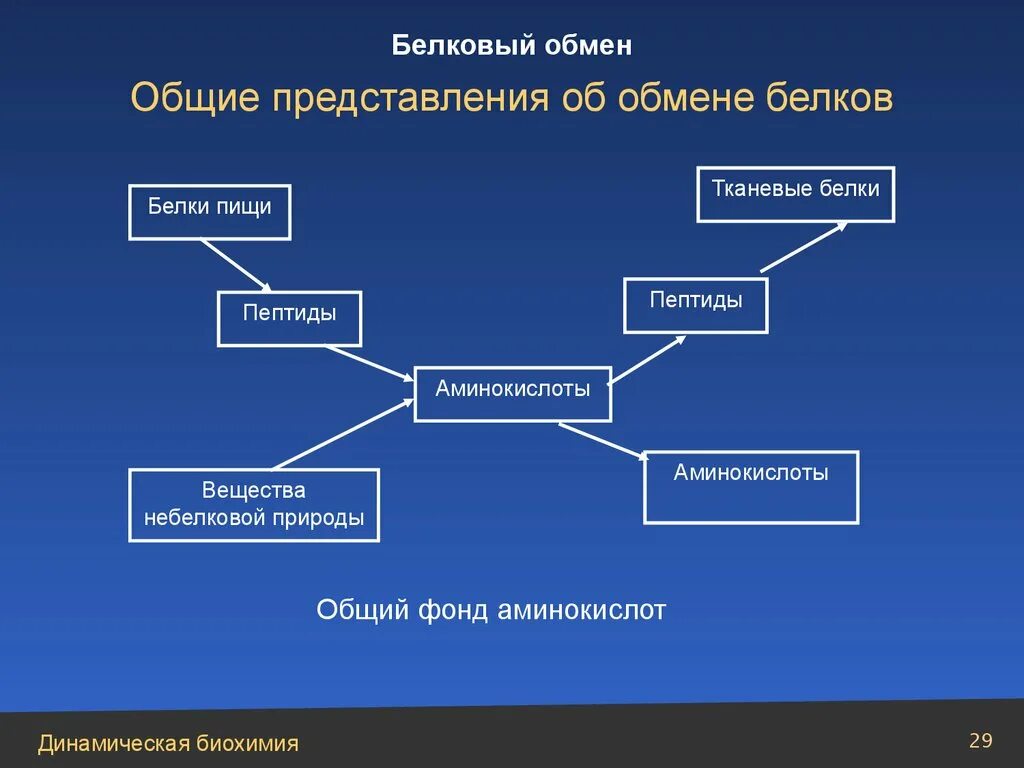 Органы участвующие в белковом обмене. Обмен белков. Обмен белков функции. Вещества небелковой природы. Обмен белков 8 класс биология.