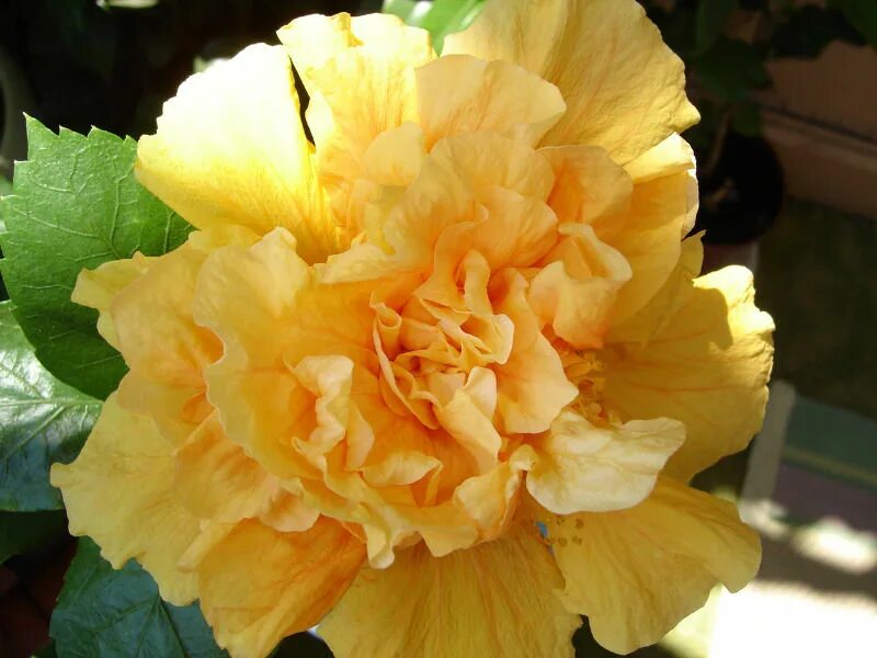 Гибискус желтый махровый фото Orange Hibiscus by nelsongandra ePHOTOzine