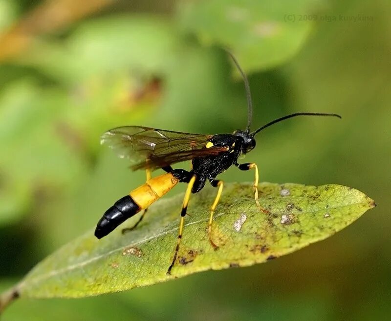 Отряд Перепончатокрылые (Hymenoptera) Оса. Отряд Перепончатокрылые наездники. Наездники Перепончатокрылые насекомые. Hymenoptera Перепончатокрылые.