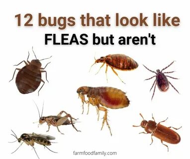 Get those bugs