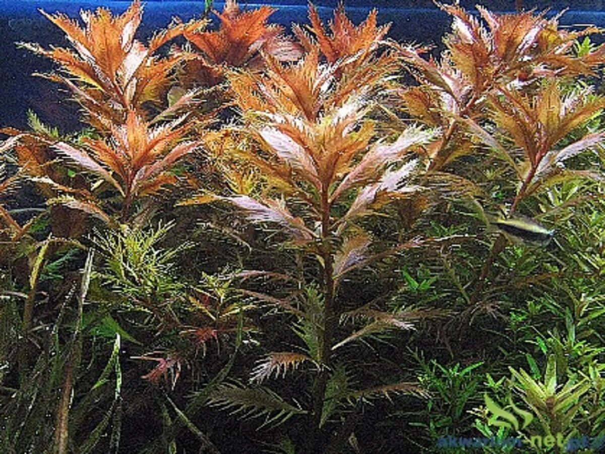 прозерпинака аквариумное растение. прозерпинака аквариумное растение. прозерпинака палюстрис. прозерпинака палюстрис 80р. прозерпинака болотная палюстрис.