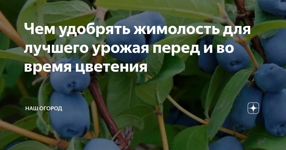 Чем лучше подкормить жимолость