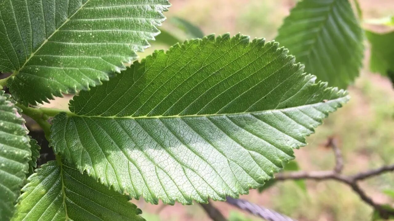 Карагач 4 буквы. Вяз гладкий (Ulmus laevis). Ulmus laevis листья. Вяз Ильм карагач. Ulmus procera вяз.