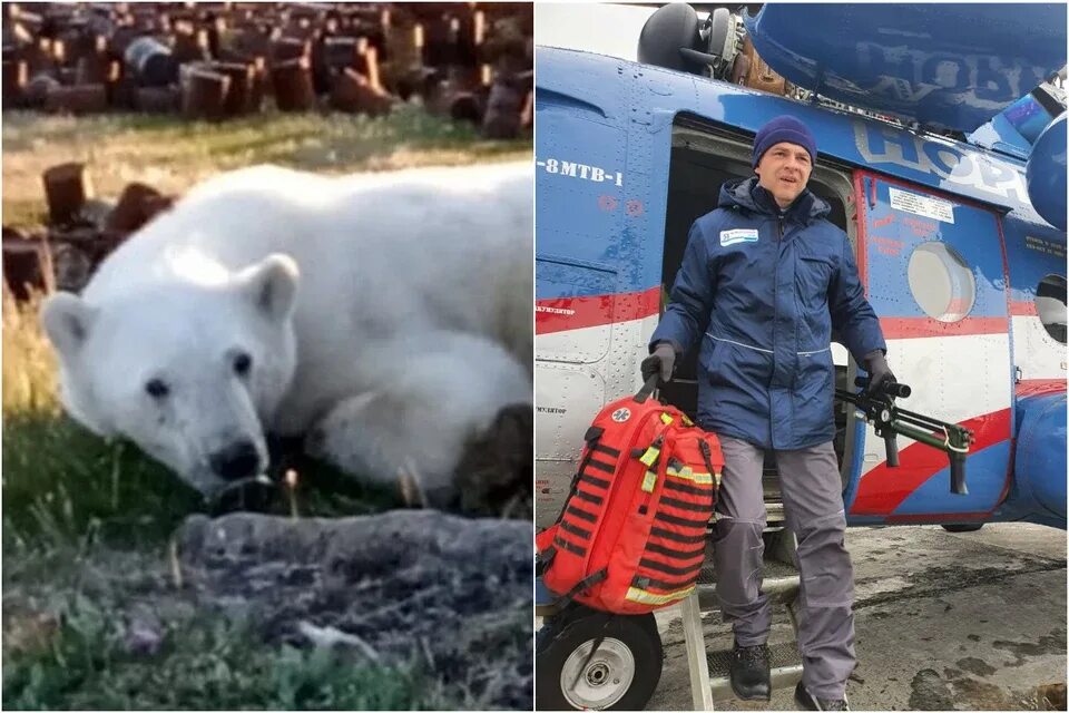 Спасение животных. Спасение медведя диксон. Спасение медведя диксон. Диксон медведь с банкой. Спасение медведя диксон.