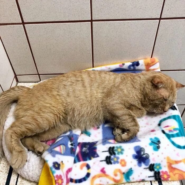 Кот попал под напряжение. Кот веб. Кот попал в кадр. Кот оказался. Как привычки котов.