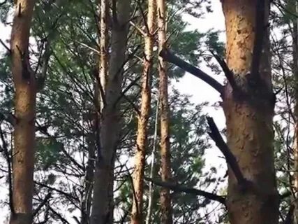 Видео сосново