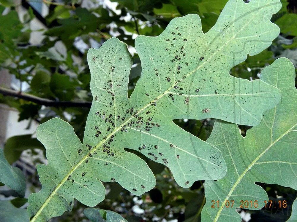 зеленая дубовая листовертка повреждения. дубовый слизистый пилильщик. дубовые вредители. дубовый клоп-кружевница corythucha arcuata. листовёртка зелёная дубовая личинка.