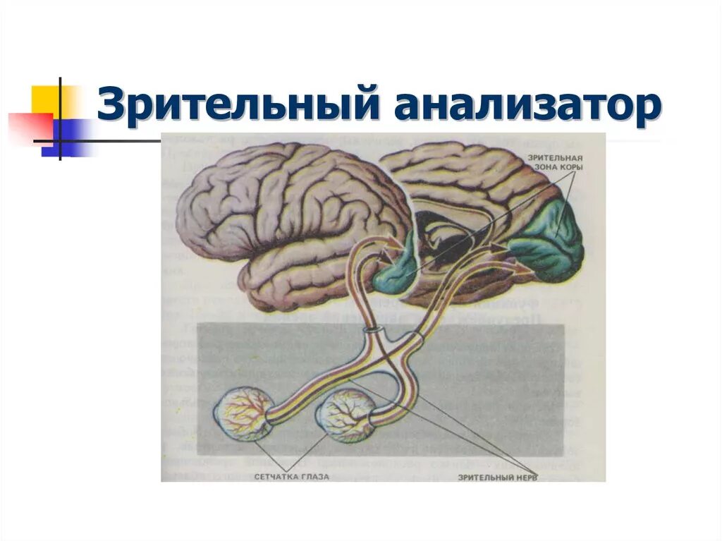 Схема зрительного анализатора. Анализаторы зрительный анализатор. Строение зрительного анализатора. Схема зрительного анализатора с подписями. Проводниковым звеном зрительного анализатора является