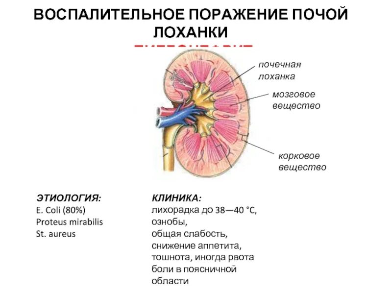 Образование лоханки почки. Почечная лоханка строение и функции. Почечная лоханка функции. Почечная лоханка строение. Почечная лоханка строение анатомия.