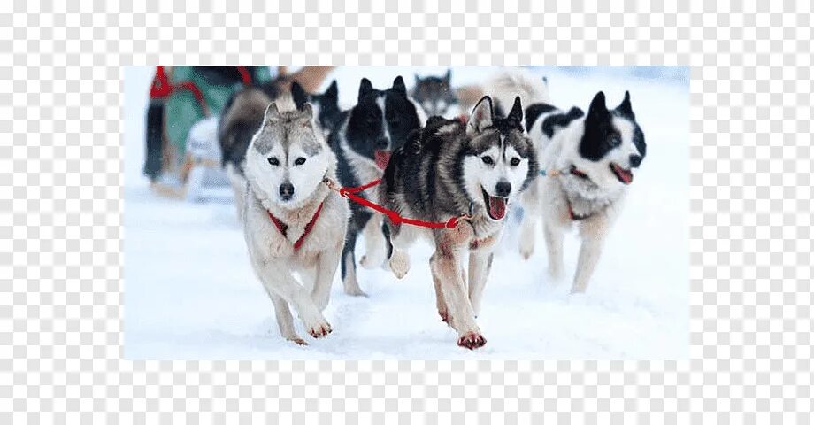 Включи лайки игры. Хаски гонки на собачьих упряжках. Питомник сибирских хаски «Dog Winter». Карелия зимой красивые фото.