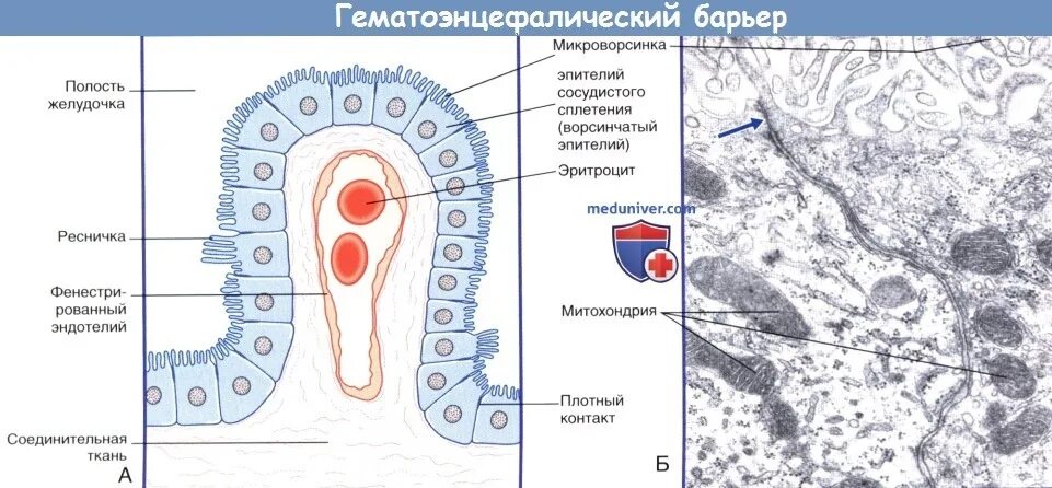 Https meduniver com medical book. Схема строения гематоэнцефалического барьера гистология. Схема строения гемато-ликворного барьера. Сосудистое сплетение гистология схема. Сосудистое сплетение гистология строение.