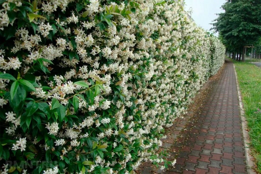 Пахнущий кустарник