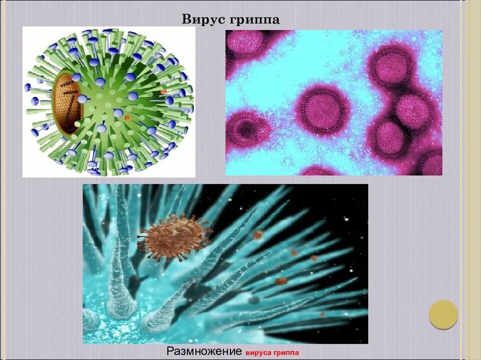 Вирусы размножаются. Вирус гриппа. Размножение вируса гриппа. Вирусология вирусы.