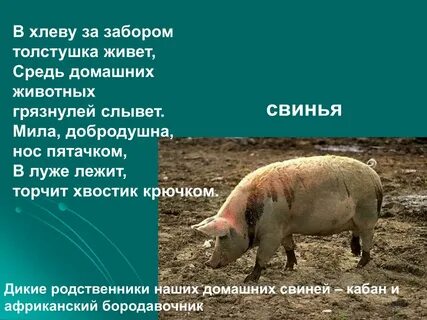 Свинья кратко