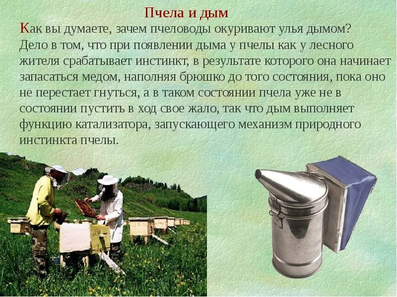 Какую работу выполняет пчеловод. Интересные факты о пчеловодстве. интересные факты о пчелах. интересные факты отпчелах. профессия пчеловод интересные факты.
